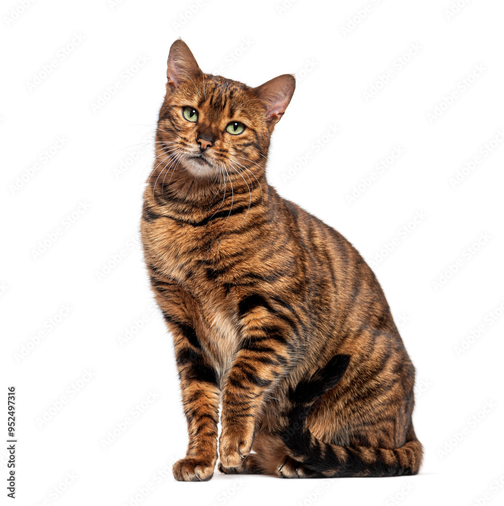 Adult toyger cat sitting and looking away from camera Adult toyger cat sitting and looking away from camera
