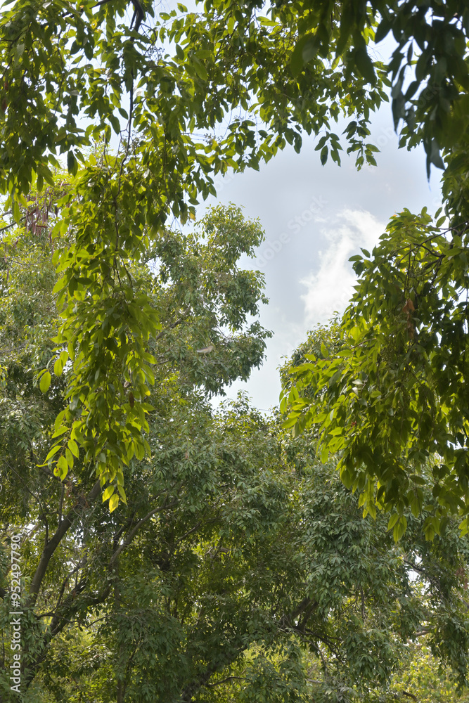 Fototapeta premium Scenic view of sky through dense trees on forest.