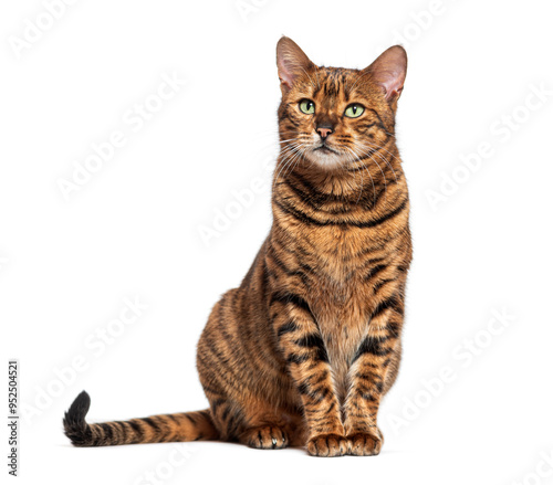 Toyger cat sitting and looking up on white background