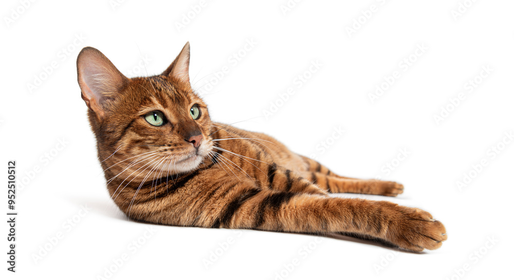 Toyger cat relaxing on its belly and looking up with curiosity Toyger cat relaxing on its belly and looking up with curiosity