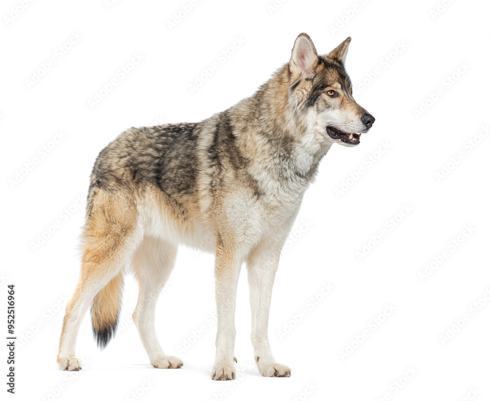 Fototapeta premium Side view of a Timber Shepherd a kind of Wolfdog, looking away, Isolated on white