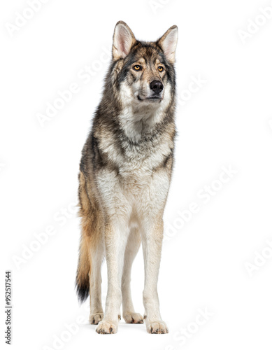 Timber Shepherd a kind of Wolfdog, looking away, Isolated on white