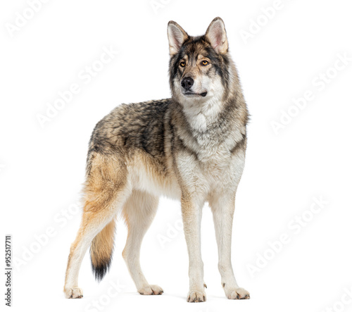 Timber Shepherd a kind of Wolfdog, looking away, Isolated on white