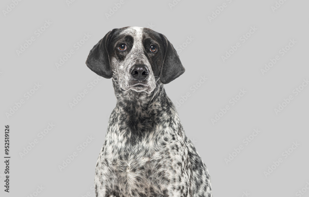 Head shot of a spotted dog, Braque d'auvergne, Against grey background Head shot of a spotted dog, Braque d'auvergne, Against grey background
