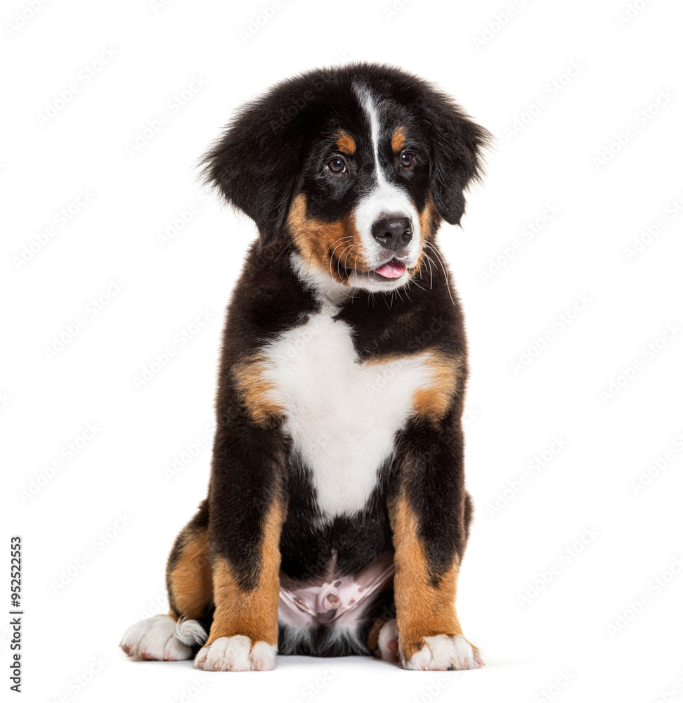 three months old puppy bernese montain dog looking away, isolated on white three months old puppy bernese montain dog looking away, isolated on white