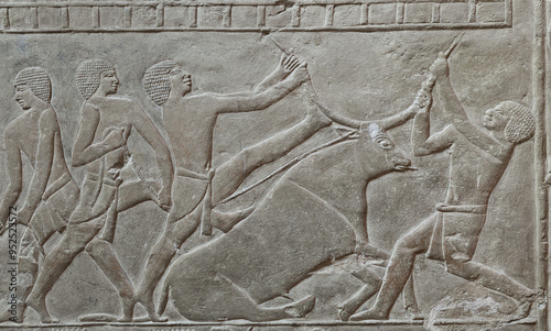 Relief of the Mastaba of Mere Ruka showing Capture of a wild bull. Saqqara . Egypt .