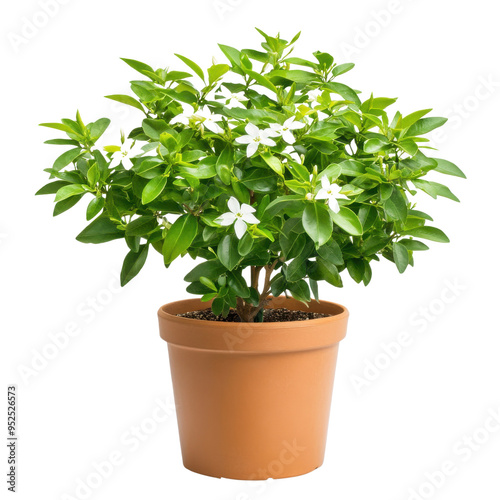 White Flowered Plant in Pot