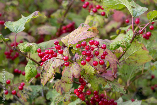 Closeup of bunches of red berries of a Guelder rose or Viburnum opulus shrub photo