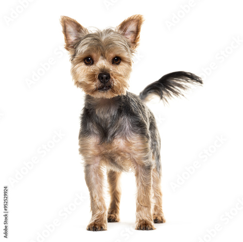 Yorkshire terrier standing, wagging tail and looking curious at the camera on white background