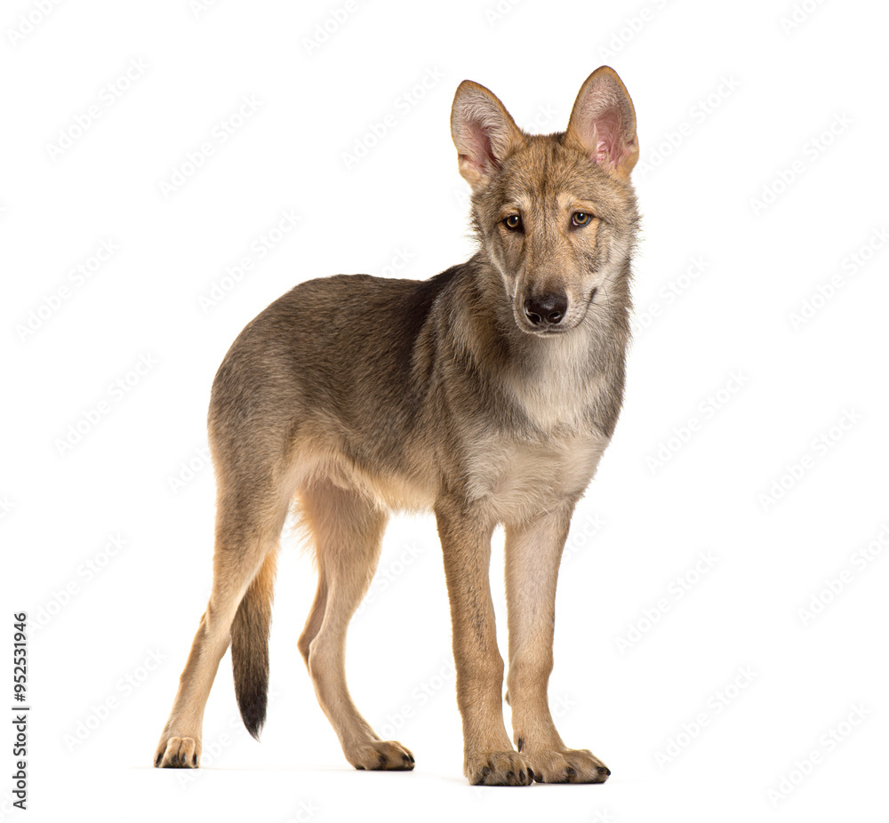 Fototapeta premium Sarloos wolfdog standing and staring on a white background