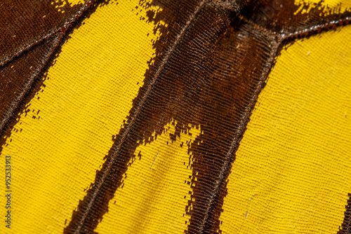 Papilio thoas butterfly. Ultra macro of butterfly wing. Butterfly wing texture. Abstract nature background photo