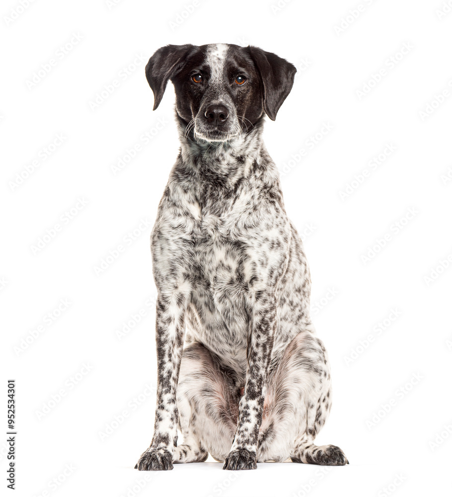 Crossbreed dog sitting and looking at camera on white background Crossbreed dog sitting and looking at camera on white background