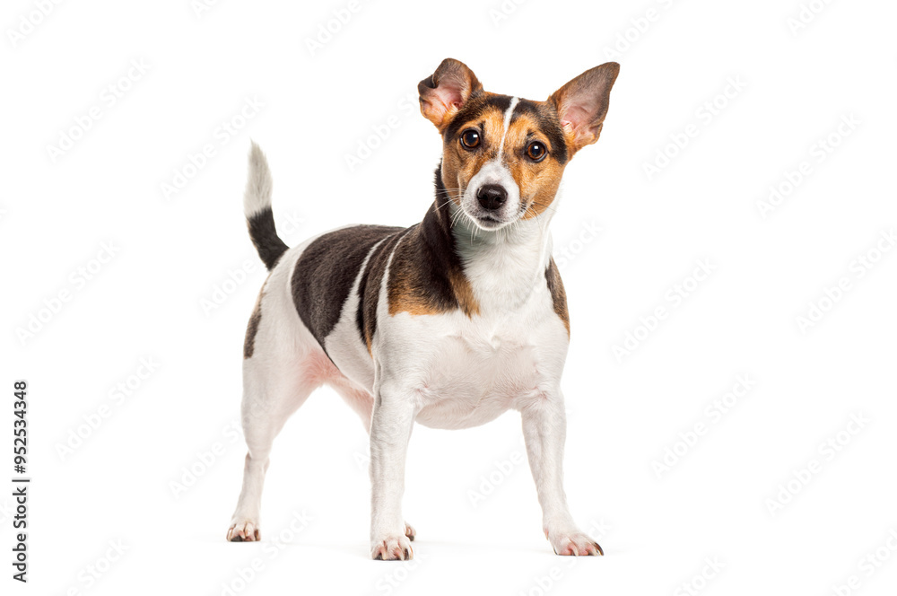 Jack russell terrier standing and looking attentive on white background Jack russell terrier standing and looking attentive on white background