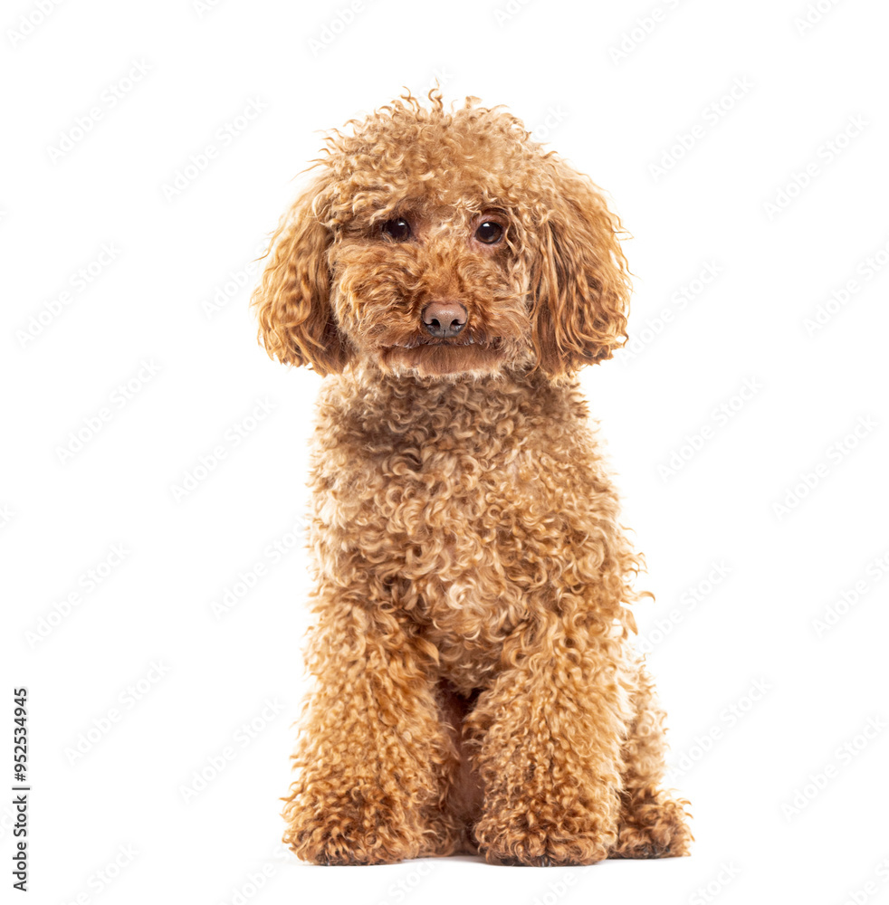 Adorable apricot toy poodle sitting and looking curious on white background Adorable apricot toy poodle sitting and looking curious on white background