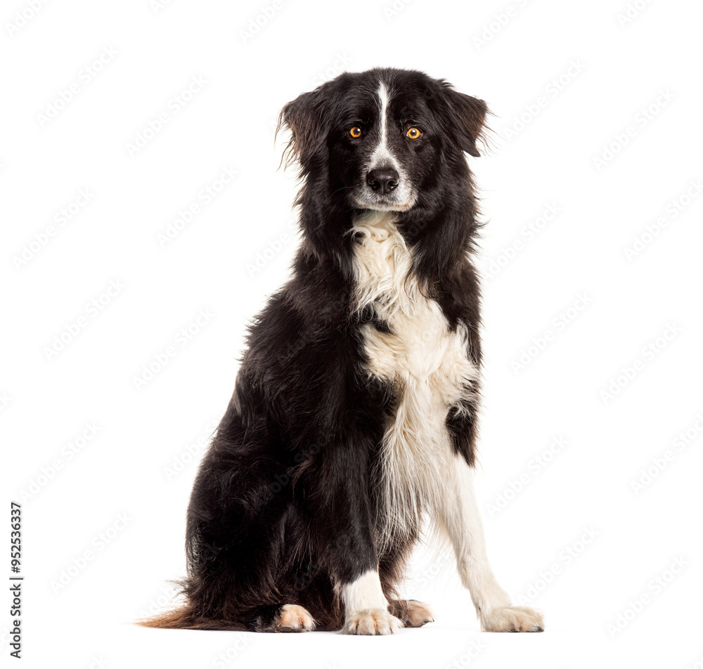 Border collie sitting and looking attentive on a white background Border collie sitting and looking attentive on a white background