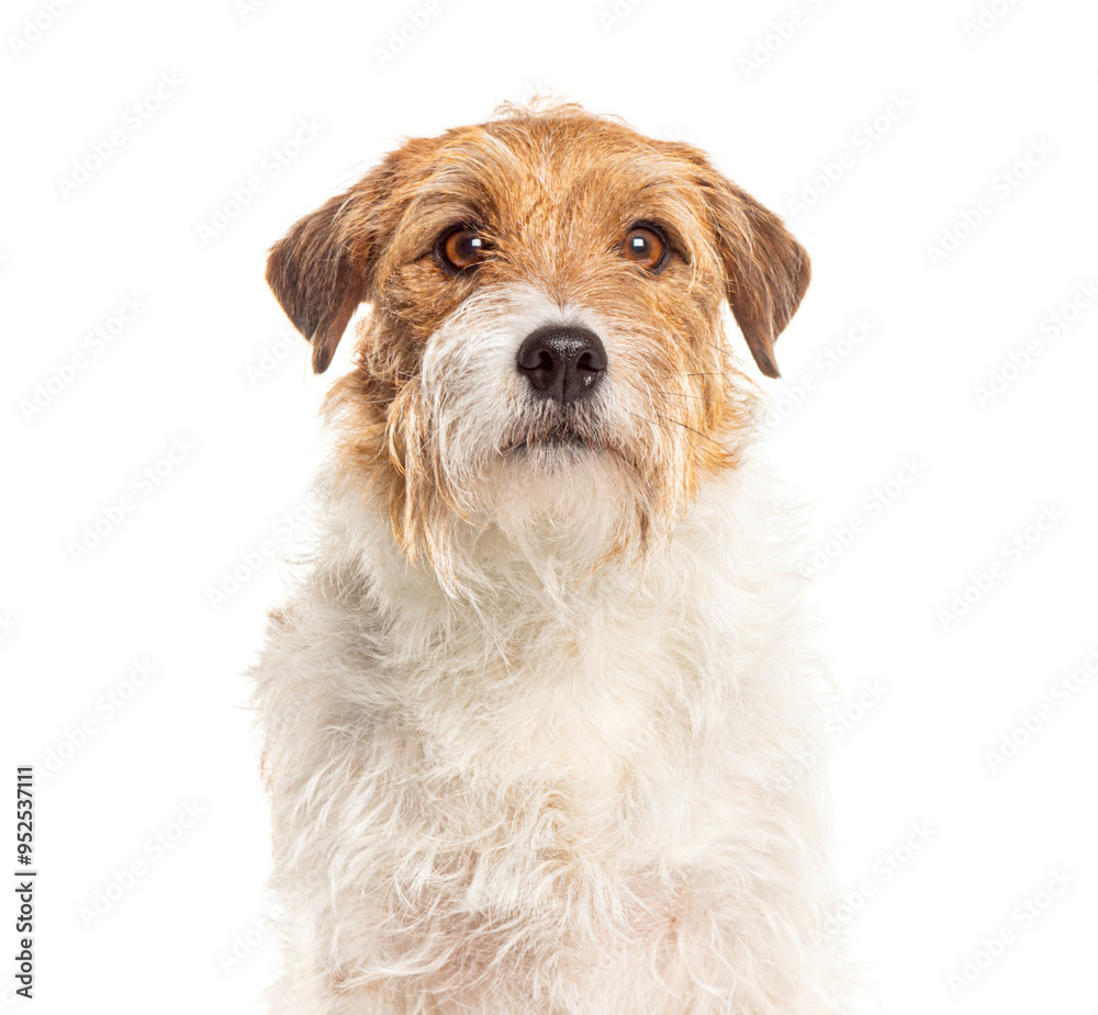 Wire haired jack russell terrier is posing on a white background Wire haired jack russell terrier is posing on a white background