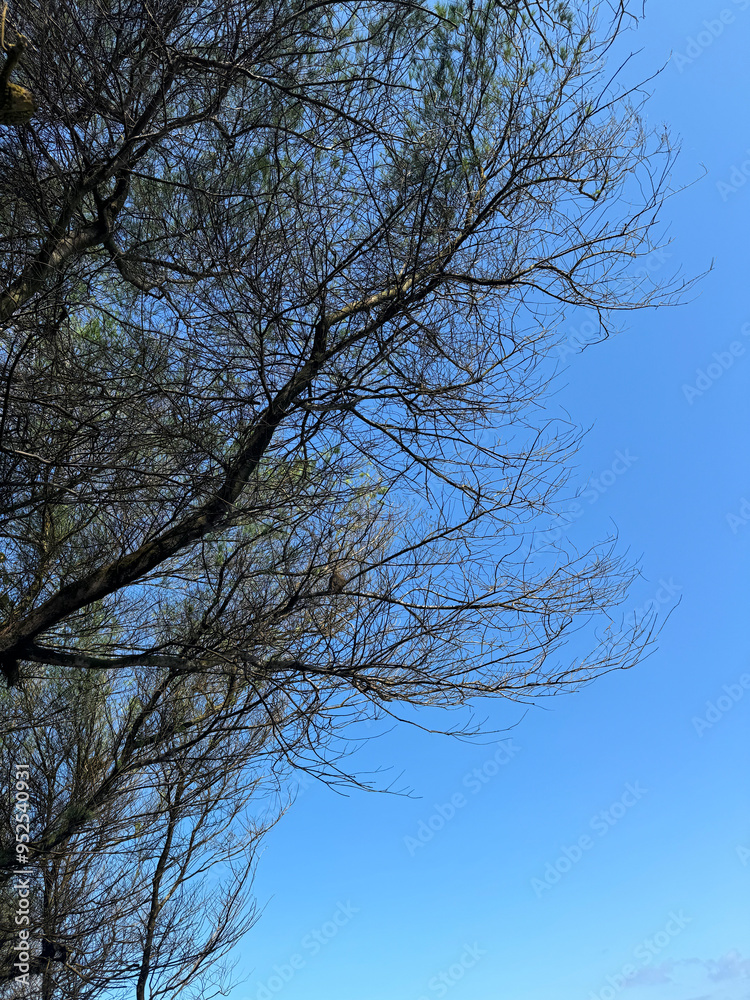 a clear blue sky with a network of bare tree branches against it. The branches are intertwined and create a complex pattern, with some reaching towards the top of the frame. The sky is a vibrant blue a clear blue sky with a network of bare tree branches against it. The branches are intertwined and create a complex pattern, with some reaching towards the top of the frame. The sky is a vibrant blue