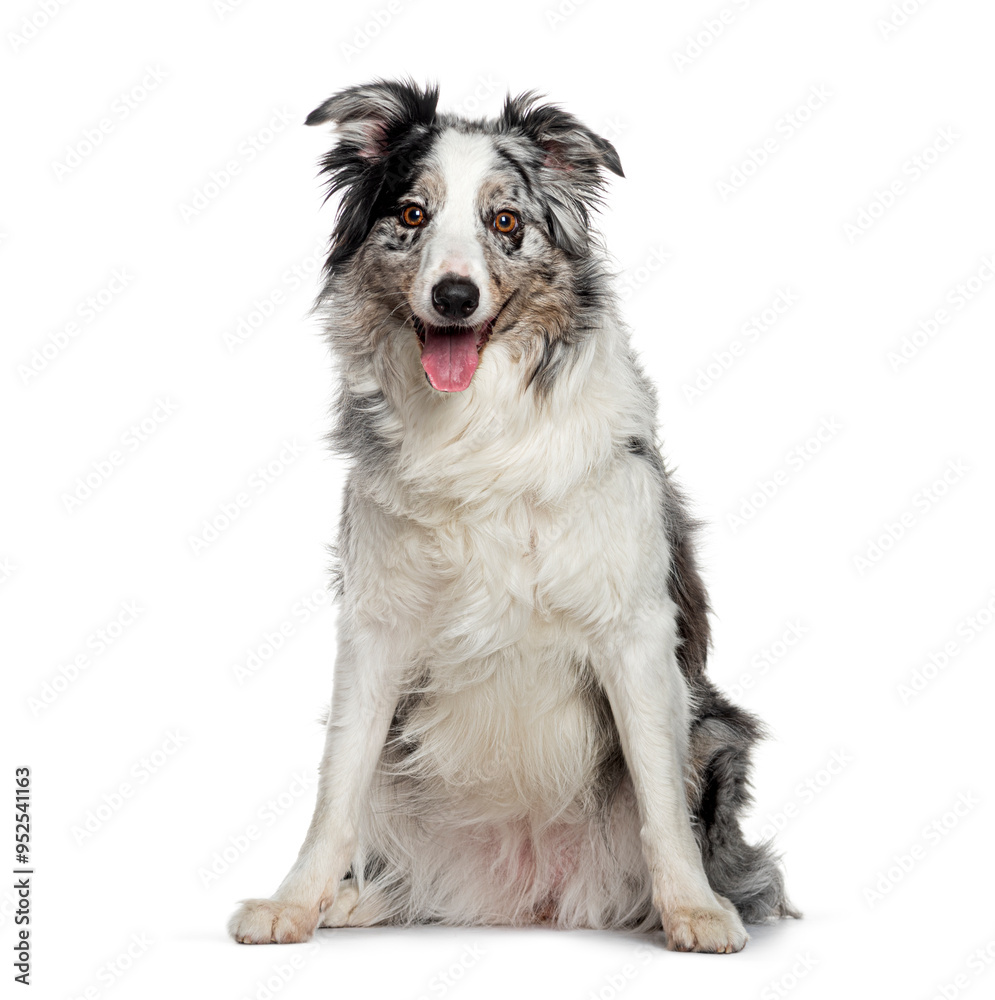 Blue merle border collie sitting and panting on white background Blue merle border collie sitting and panting on white background