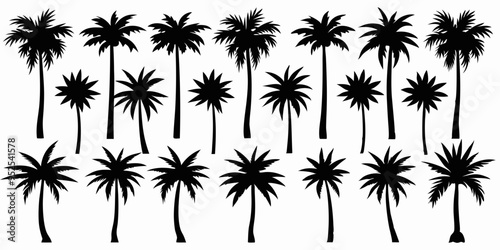 Tropical palm trees set silhouettes on white background 
