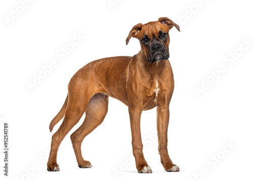 Portrait of a Boxer standing in front looking at the camera, isolated on white