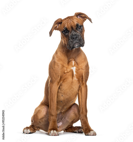Cuadro en lienzo Portrait of a Boxer looking at the camera sitting, isolated on white
