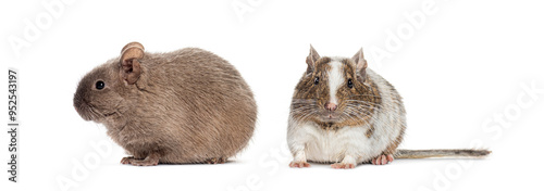 Two Common degu rodents, Octodon degus, together side by side, isolated on white photo