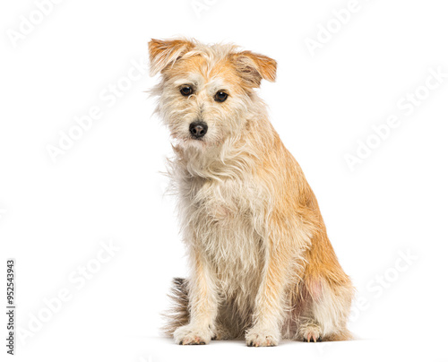 Crossbreed dog sitting and looking at camera on white background