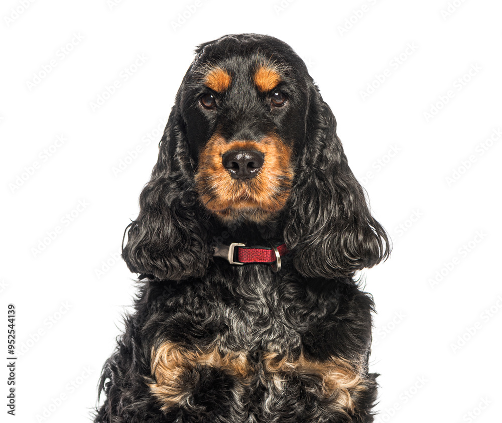 English cocker spaniel puppy sitting and looking at camera English cocker spaniel puppy sitting and looking at camera