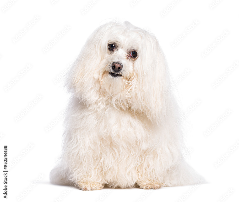 Adorable white maltese dog sitting and looking curious Adorable white maltese dog sitting and looking curious