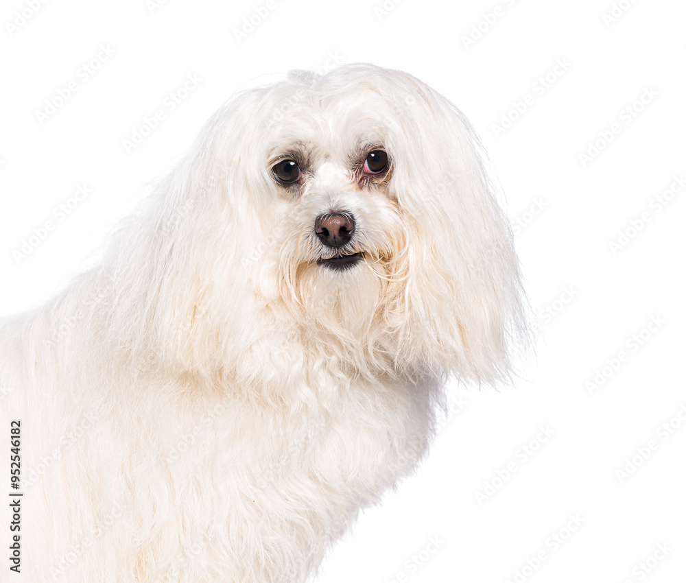 Maltese dog standing and looking curious on white background Maltese dog standing and looking curious on white background
