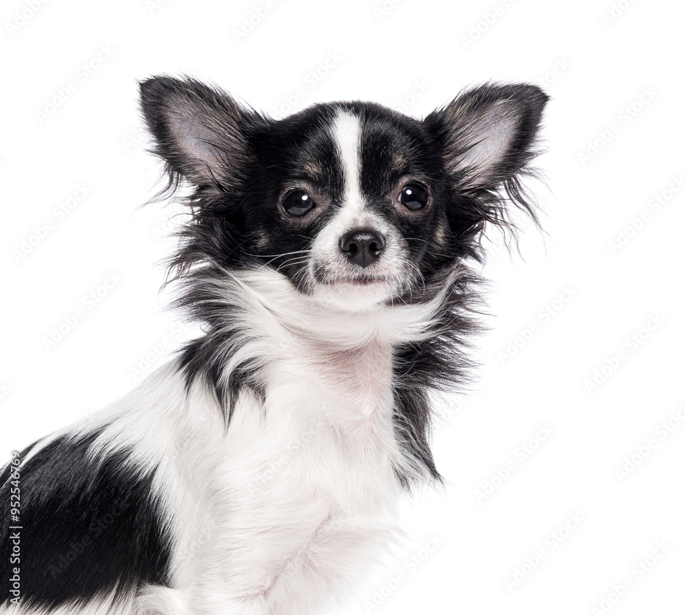 Head shot of a Bicolor black and white young Chihuahua ears up, isolated on white
