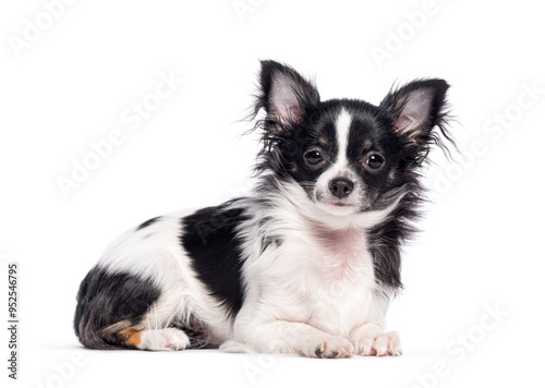 Bicolor black and white young Chihuahua lying down, and looking at camera, isolated on white