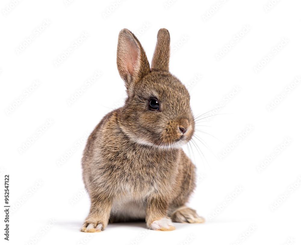 Cute eight week old brown baby European rabbit sitting and looking to the side, isolated on white Cute eight week old brown baby European rabbit sitting and looking to the side, isolated on white