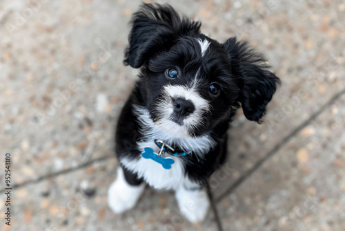 a small black and white dog with a blue collar