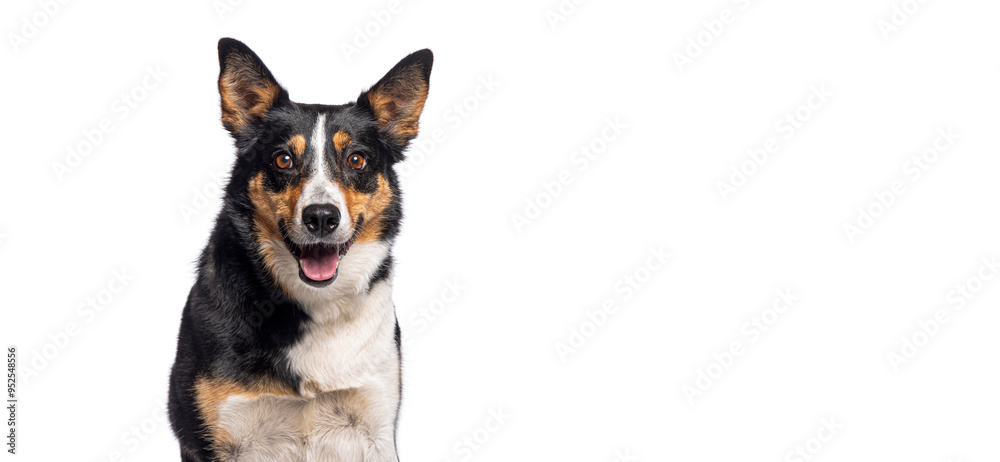 Border Collie sitting and panting and looking at camera with its tongue out mouth open, isolated on white Border Collie sitting and panting and looking at camera with its tongue out mouth open, isolated on white