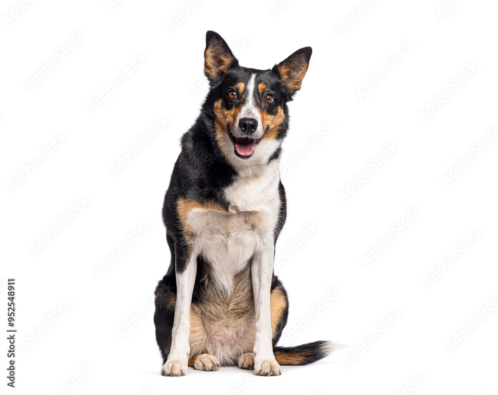 Border Collie sitting and panting with its tongue out mouth open, isolated on white Border Collie sitting and panting with its tongue out mouth open, isolated on white