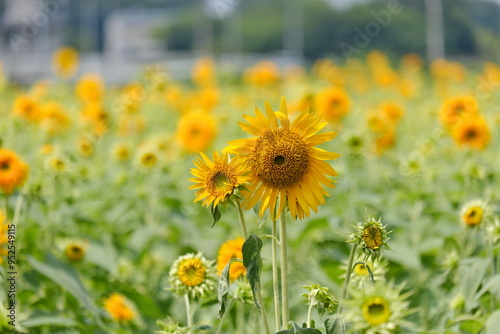 ひまわり、筑西市、茨城県　sunflowers, Chikusei City, Ibaraki Prefecture