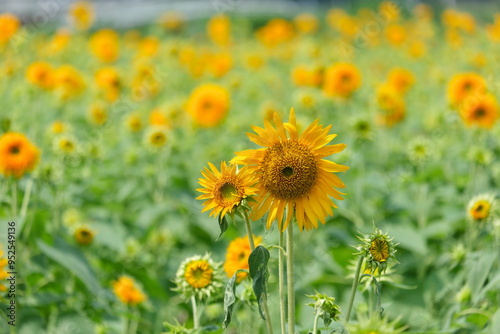 ひまわり、筑西市、茨城県　sunflowers, Chikusei City, Ibaraki Prefecture