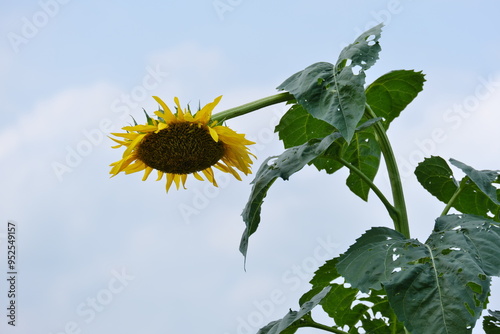 ひまわり、筑西市、茨城県　sunflowers, Chikusei City, Ibaraki Prefecture