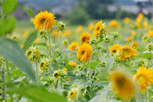 八重ひまわり、筑西市、茨城県　Double sunflowers, Chikusei City, Ibaraki Prefecture