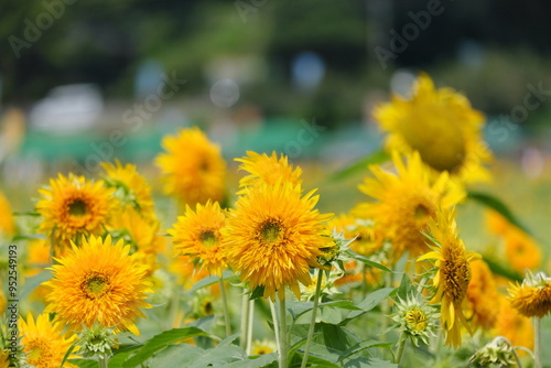 八重ひまわり、筑西市、茨城県　Double sunflowers, Chikusei City, Ibaraki Prefecture