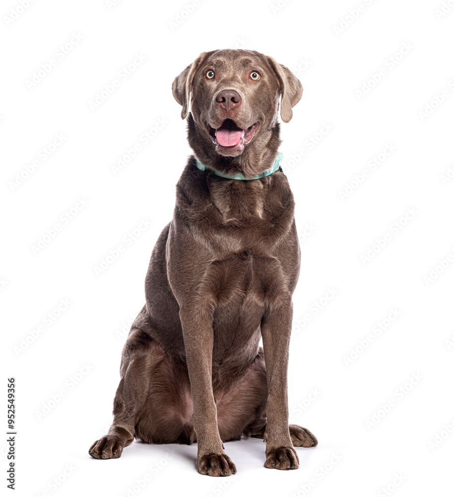 Fototapeta premium Chocolate labrador retriever dog wearing a collar sitting and looking up panting with mouth open