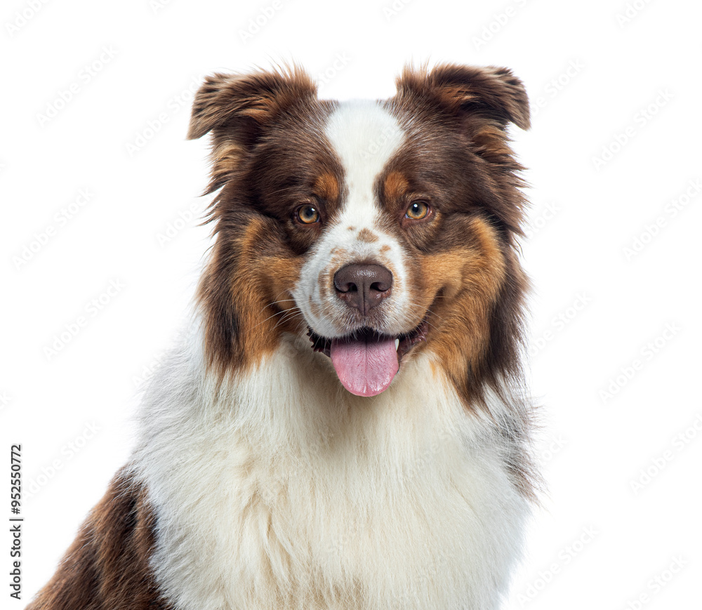 Head shot of an Happy australian shepherd dog panting and looking forward, isolated on white Head shot of an Happy australian shepherd dog panting and looking forward, isolated on white