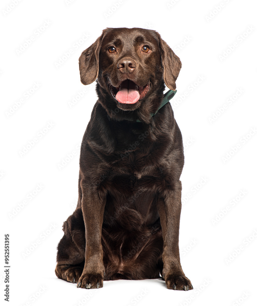 Chocolate labrador retriever with tongue out sitting and looking at camera on white background Chocolate labrador retriever with tongue out sitting and looking at camera on white background