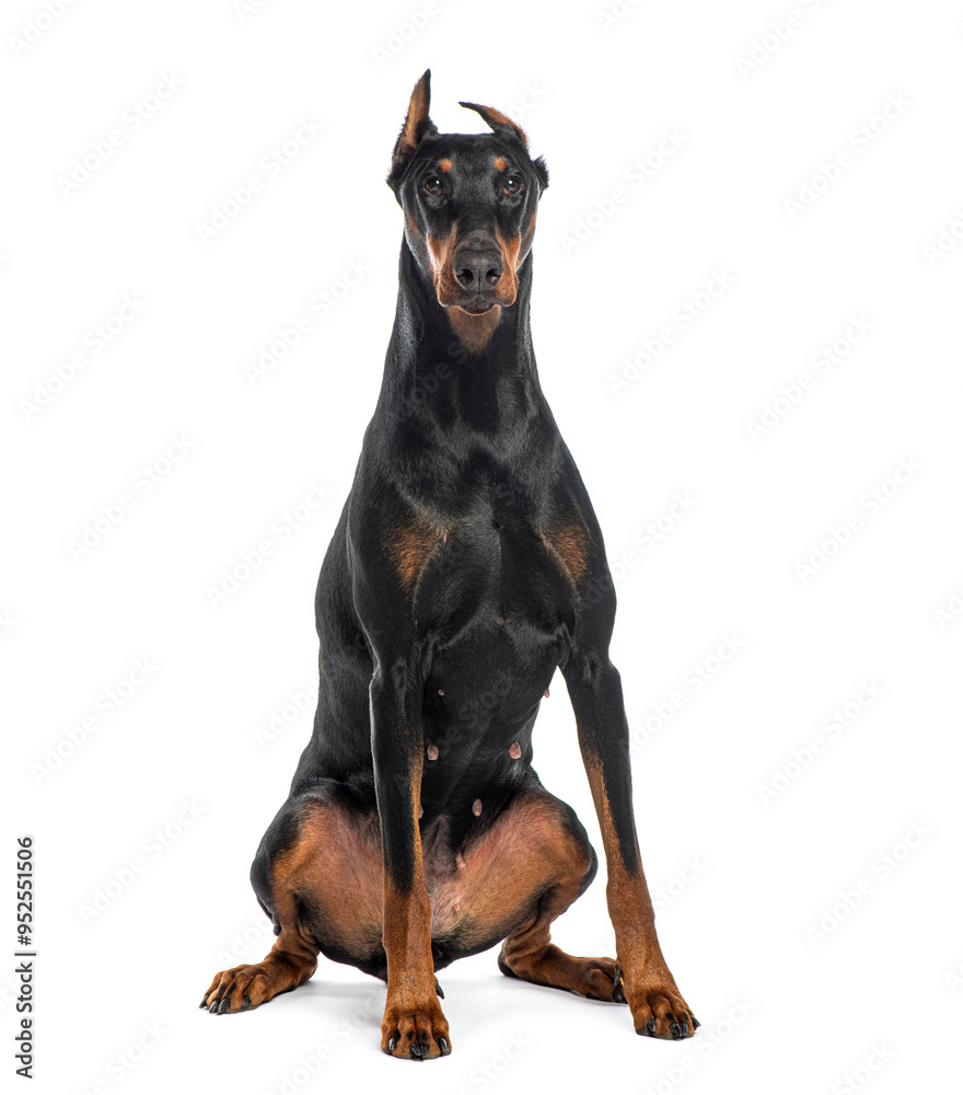 Doberman with his ears cut off, sitting looking at the camera, isolated on white Doberman with his ears cut off, sitting looking at the camera, isolated on white