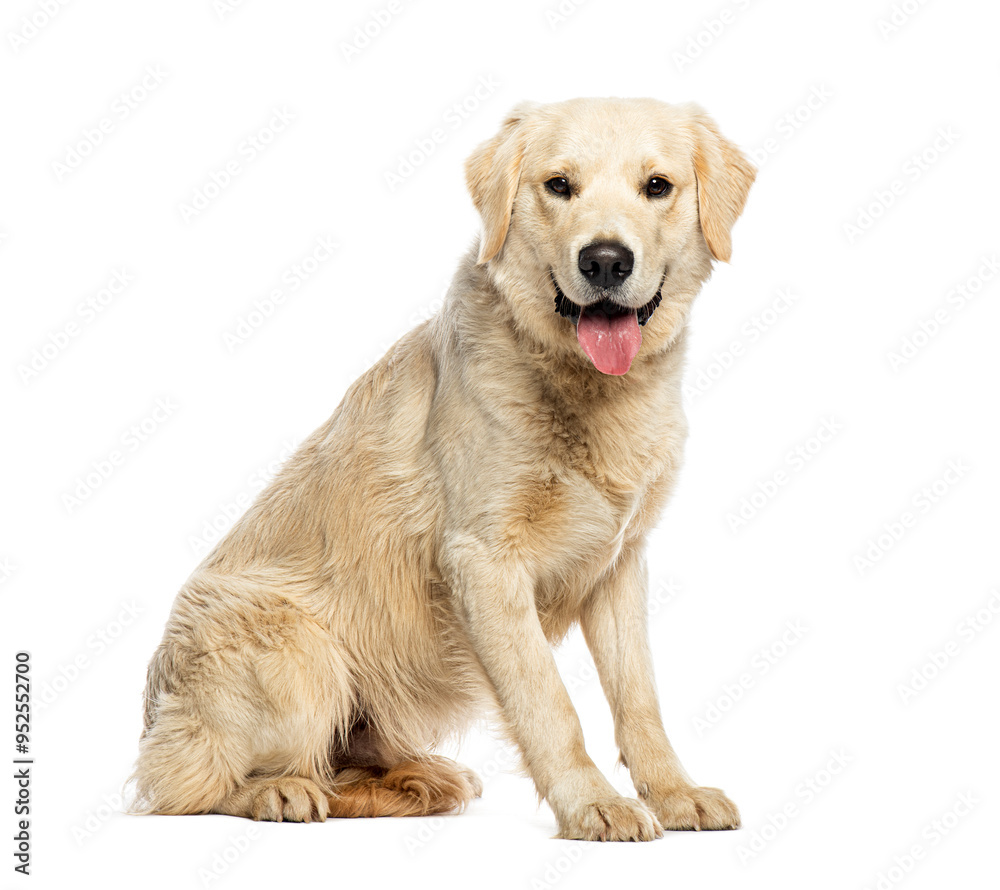 Happy golden retriever dog sitting and panting tongue out isolated on white Happy golden retriever dog sitting and panting tongue out isolated on white
