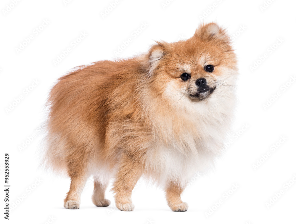 Fluffy pomeranian dog is standing on a white background Fluffy pomeranian dog is standing on a white background