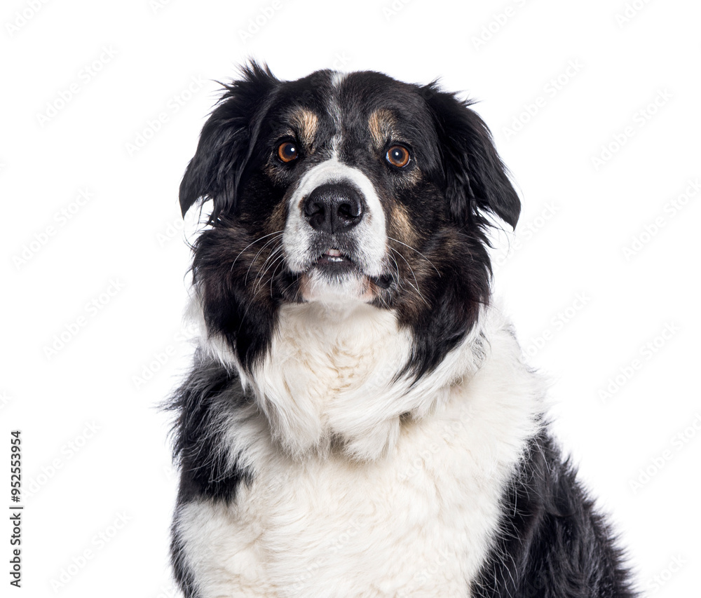 Border collie dog sitting and looking forward on white background Border collie dog sitting and looking forward on white background