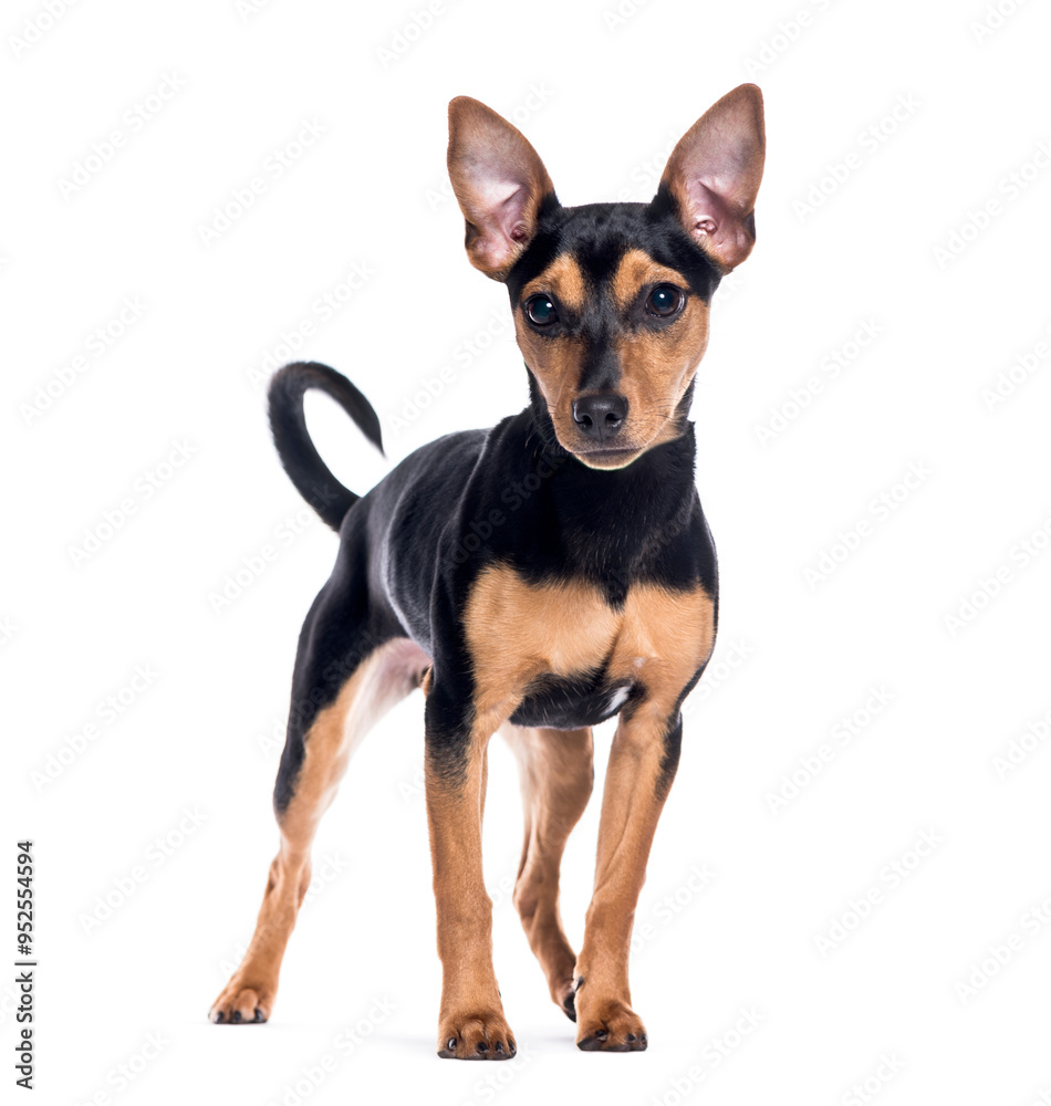 Young Mongrelstanding and looking away on white background Young Mongrelstanding and looking away on white background