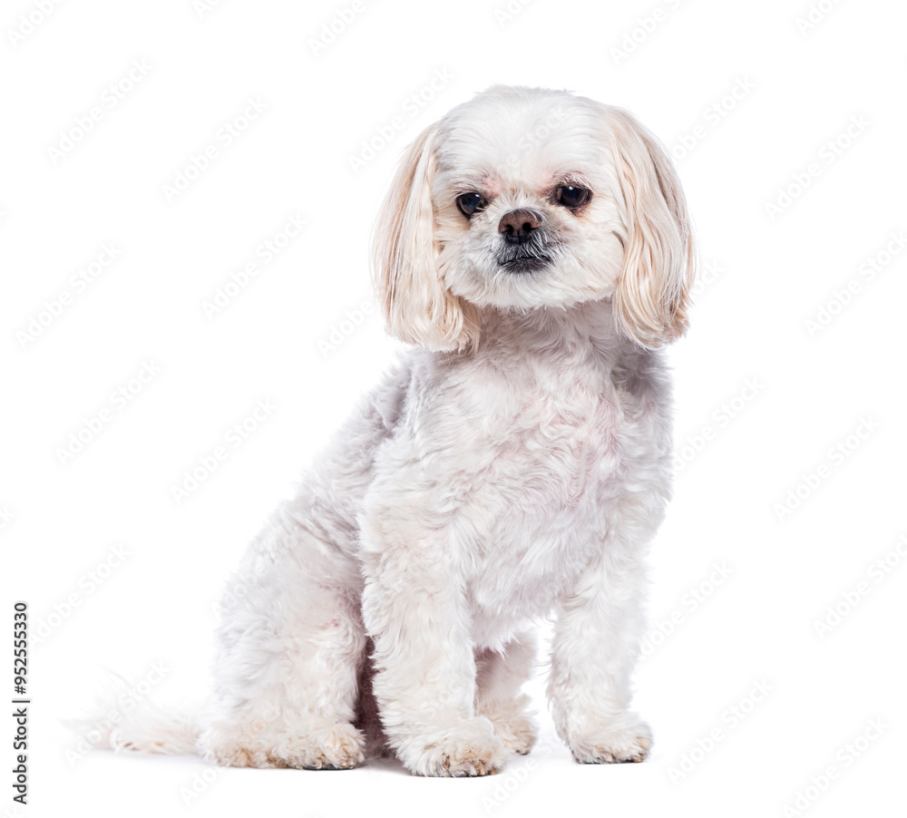 Small white Shih tzu dog sitting, isolated on white Small white Shih tzu dog sitting, isolated on white